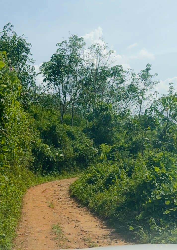 Access road to Forest Shade